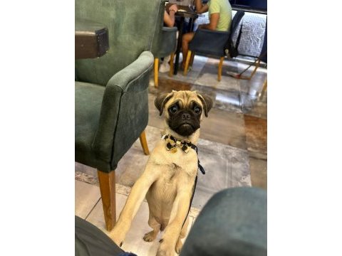 5 aylık pug mops