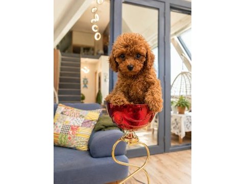 Toy poodle ve teacup red yavrular yeni ailelerini bekliyor