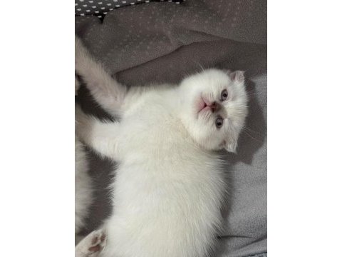 2 aylık scottish fold bluepoint shorthair yavrular