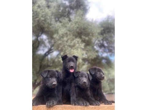 Solid black alman kurdu yavrular