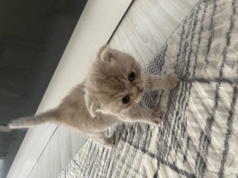 1,5 aylık dişi scottish fold sahiplendirilecektir