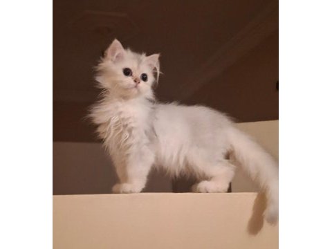 British longhair dişi safkan