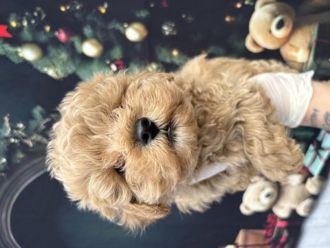 Mini boy maltipoo sahibini bekliyor