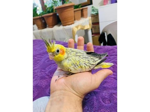 Yeni yeme düşmüş sultan papağanı yavruları