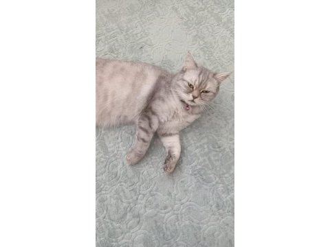 1 yaşında kedimiz aya için yeni yuva arıyor