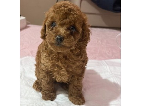Poodle bebek