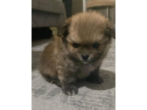 Pomeranian erkek