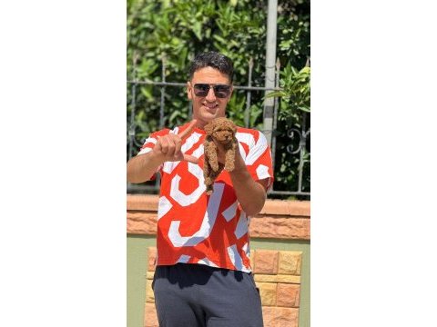 Toy poodle bebeklerimiz