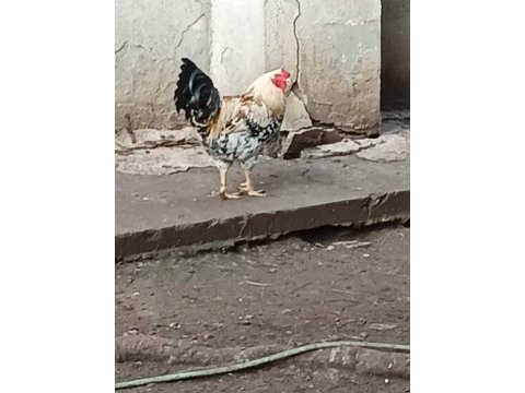 Horozlarımı ve ördeklerimi sahiplendiriyorum