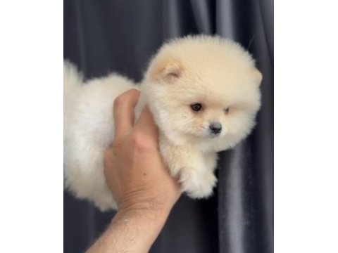 2 aylık erkek pomeranian yavru
