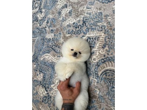 Sağlık ve ırk garantili pomeranian kore