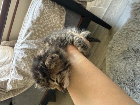 Anne duvar içine düşürmüş yavru tekir