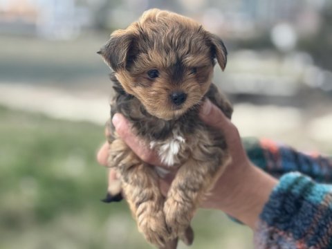 Antiallerjik tea cup morkie yavrularımız