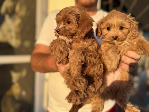 Petmode köpek çiftliğinde ziyarete açık kore maltipoo