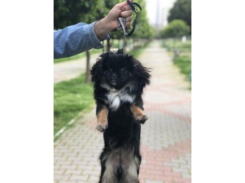 Çalıştığım için pekinez köpeğimiz
