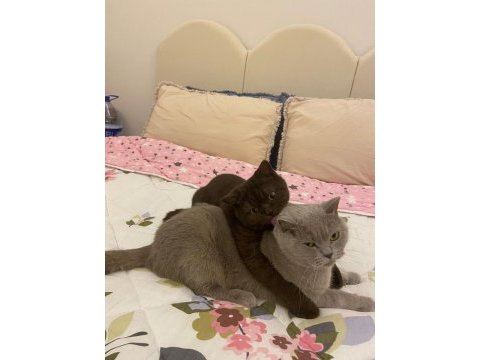 British shorthair kedisi 11 aylık