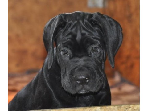 Kif / fci a scr belgeli sağlık ve ırk garantili cane corso