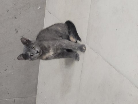 Evcil tekir hayvanlarımızı sahiplendirme