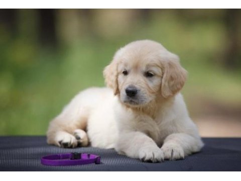 Bebek suratlı golden retriever yavrularım