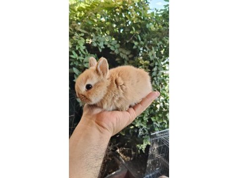 Orjinal cüce ve mini lop tavşanlarımız netherland dwarf