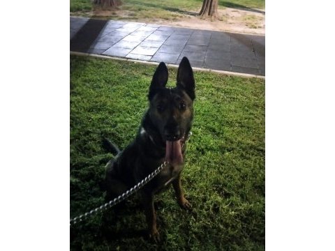 Genç malinois dişiler