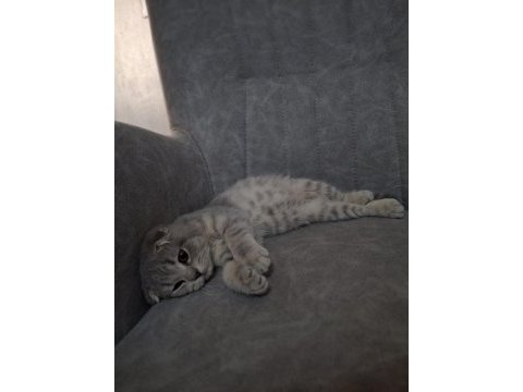 British shorthair yavrumuza yuva arıyoruz