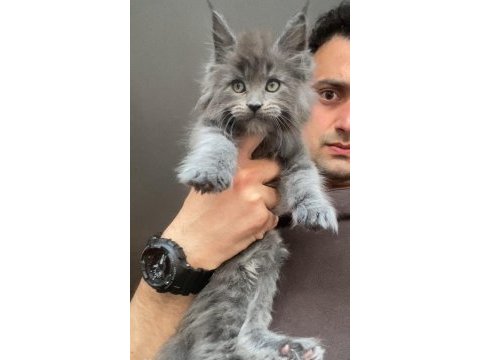 Xxxl maine coon erkek yavrular (yurt dışı şecereli dereceli)