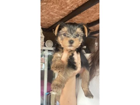 Orjinal tea cup yorkshire terrier yavrularımız