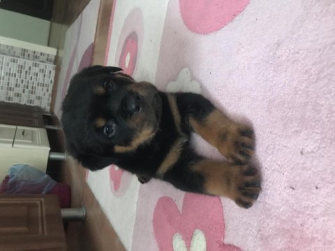 A kalite saf kan macar rottweiler