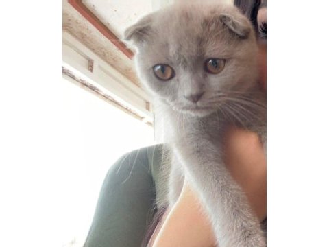 Tatlış bebek kedimiz