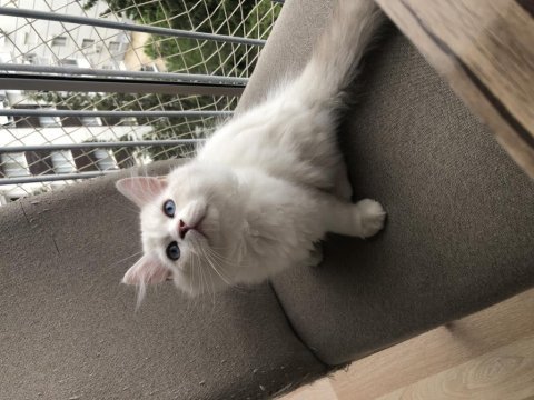 British longhair dişi ve erkek yavrular