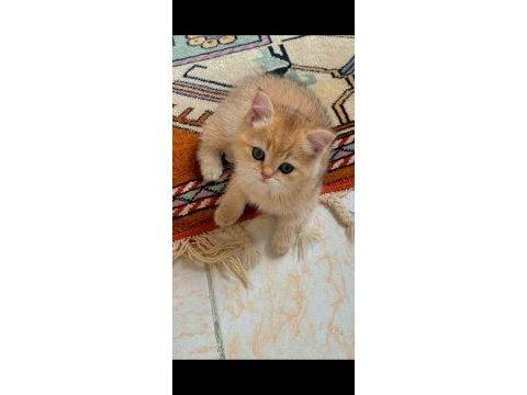 British shorthair golden