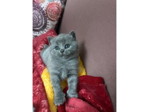 2 dişi 1 erkek kedilerim sahiplerini bekliyor