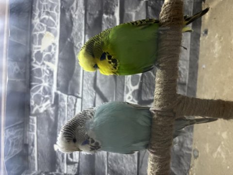 Genç damızlık show jumbo muhabbet kuşu takımlar