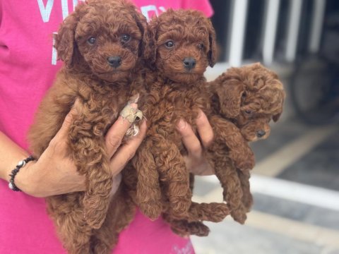 Wc eğitimli show kalite toy poodle yavrularımız