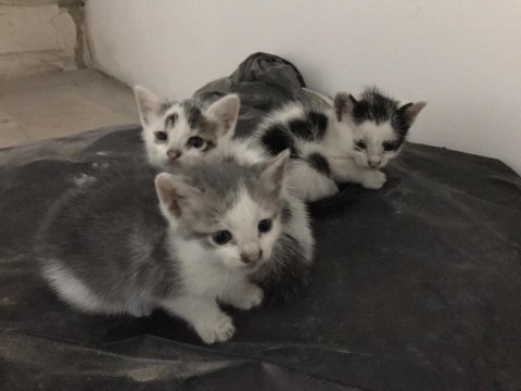 Tatlı yavru kediler