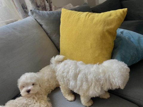 Mini boy show kalitede safkan maltese terrier