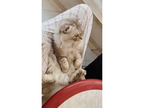 10 aylık erkek scottish fold