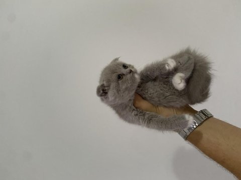 Scottish fold bi color bebek