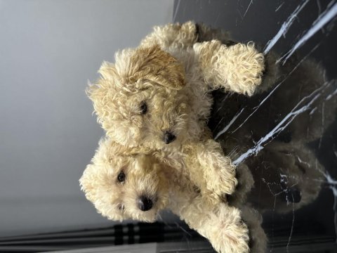 Orjinal toy poodle