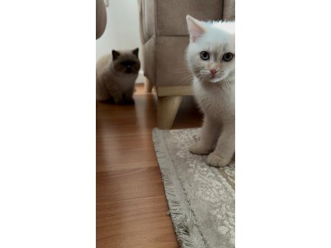 2.5 aylık british shorthair