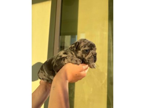 Acil lilactan merle ve blue french bulldog yavrularımız