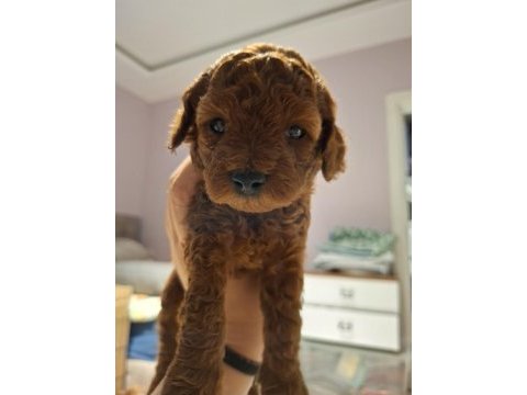 Anne yanından orjinal poodle yavru