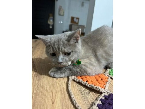 6 aylık british shorthair lilak