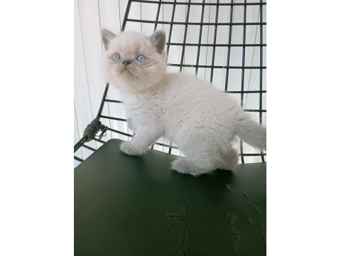 Mavi gözlü blue point british shorthair yavrular
