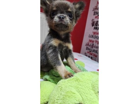 Üst düzey kalite yavru chihuahua isteyene