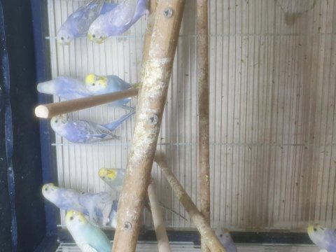 Vasıflı damızlık rainbow genç muhabbet kuşları