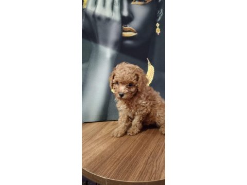 Çok tatlı, orijinal toy poodle yavrusu