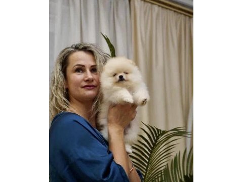 Boo pomeranian garantili çiftliğimizden yavrularımız