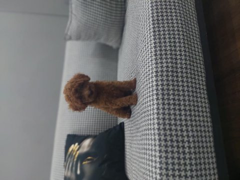 Toy poodle köpeğimiz